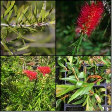 Bottlebrush Brogo Overflow x 1 Plants Native Dwarf Red Flowering Hedging Hardy Callistemon subulatus Melaleuca subulata